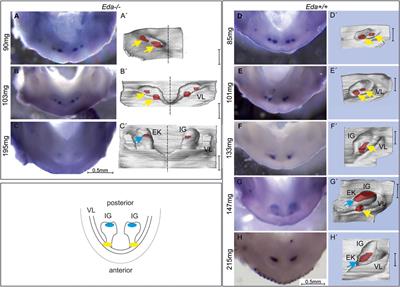 Eda controls the size of the enamel knot during incisor development